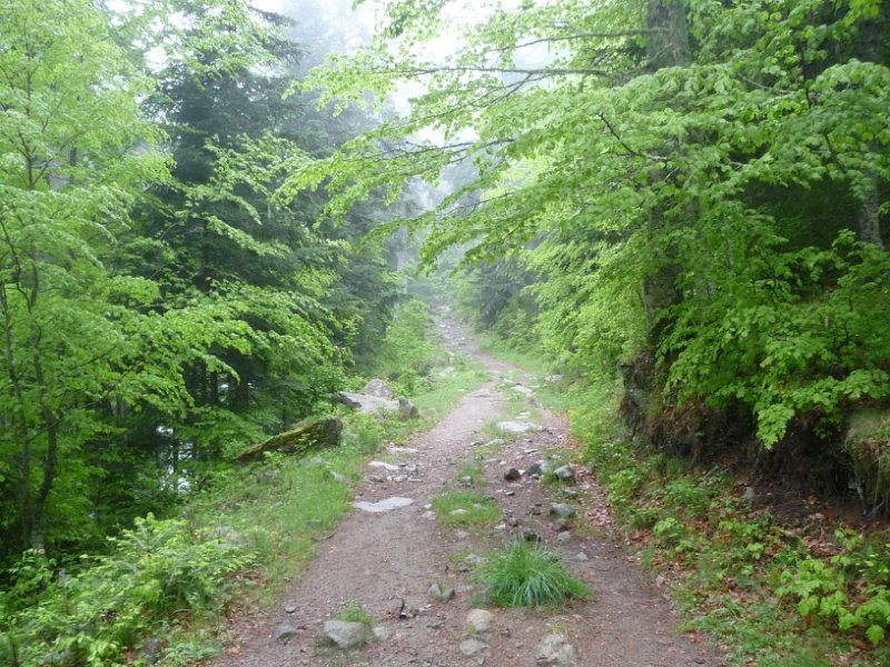 Départ tranquille dans la forêt